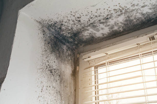Affordable Mold Remediation solutions in Springfield, CO
