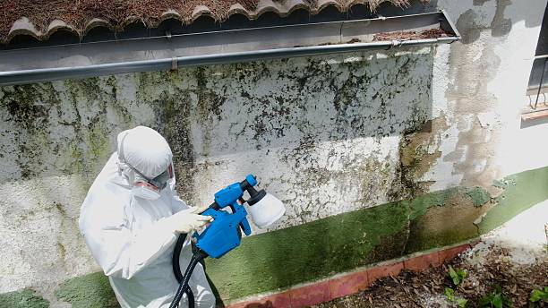 Top rated local Mold Remediation specialists in Springfield, CO